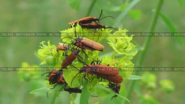Краснокрыл алый или кровавый Lygistopterus sanguineus. Стоковое видео, видеограф Александр Мамонтов / Фотобанк Лори