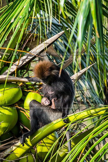 Краснолицые гульманы (Semnopithecus vetulus), мать и детёныш, эндемики Шри-Ланки, сидят на кокосовой пальме (2012 год). Стоковое фото, фотограф Анна Ефимова / Фотобанк Лори