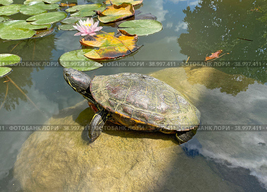Красноухая черепаха (Trachemys scripta) Стоковое фото, фотограф Мария Кылосова / Фотобанк Лори