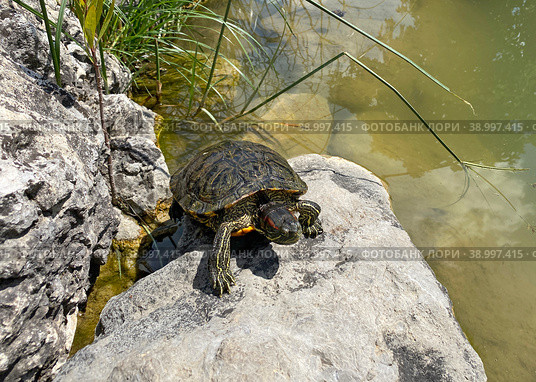 Красноухая черепаха (Trachemys scripta) Стоковое фото, фотограф Мария Кылосова / Фотобанк Лори