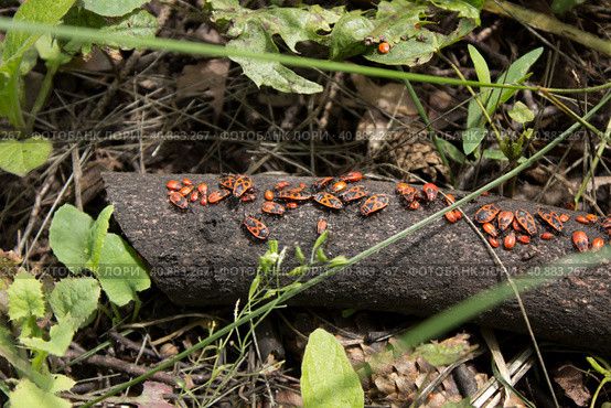 Красные клопы-солдатики на стволе дерева (лат. Pyrrhocoris apterus) Стоковое фото, фотограф Елена Орлова / Фотобанк Лори