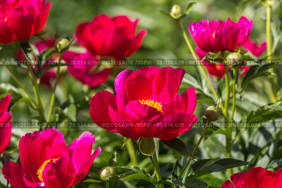 Красный пион Скарлет О`Хара (Paeonia) Стоковое фото, фотограф Ольга Сейфутдинова / Фотобанк Лори