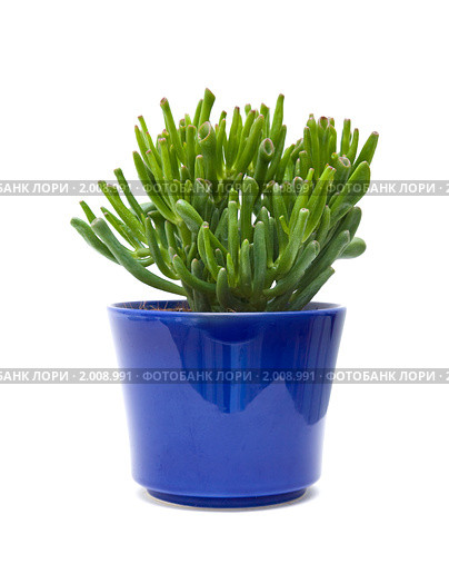 Крассула (толстянка) портулаковая, монстрозная форма (Crassula portulacea f. monstrosa) Стоковое фото, фотограф Tamara Kulikova / Фотобанк Лори