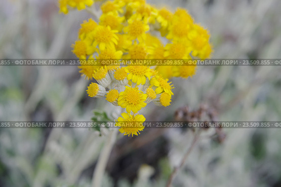 Крестовник цинерариевый (лат.Senecio cineraria) Стоковое фото, фотограф Галина Хорошман / Фотобанк Лори
