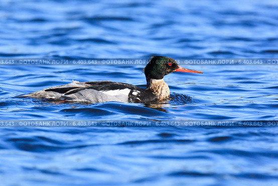Крохаль длинноносый, Mergus serrator, Red-breasted Merganser. Стоковое фото, фотограф Василий Вишневский / Фотобанк Лори