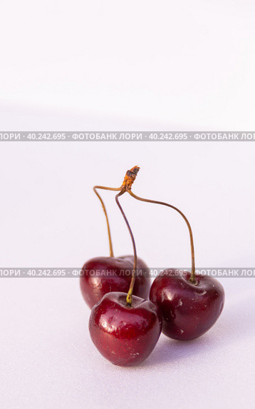 Крупные спелые ягоды сортовой вишни созрели на садовом участке. Large ripe berries of varietal cherries ripened on the garden plot. Стоковое фото, фотограф Мария / Фотобанк Лори