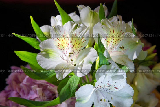 Крупный план красивой белой перуанской лилии на черном фоне, лилия инков (Alstroemeria) Стоковое фото, фотограф Pukhov K / Фотобанк Лори