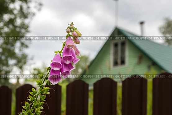 Крупный план розовых цветов наперстянки на фоне загородного дома. Стоковое фото, фотограф Кирилл Сиротюк / Фотобанк Лори