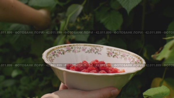 Крупный план женской руки, держащей блюдце с сорванной малиной. Другой рукой собирает ягоду с куста. Концепция развития фермерского хозяйства. Стоковое видео, видеограф Воловодов Владимир / Фотобанк Лори