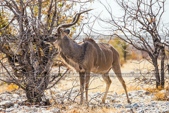 Крупный самец антилопы куду (Tragelaphus strepsiceros) стоит между деревьев без листвы в высохшей зимней африканской саванне (2014 год). Стоковое фото, фотограф Анна Ефимова / Фотобанк Лори