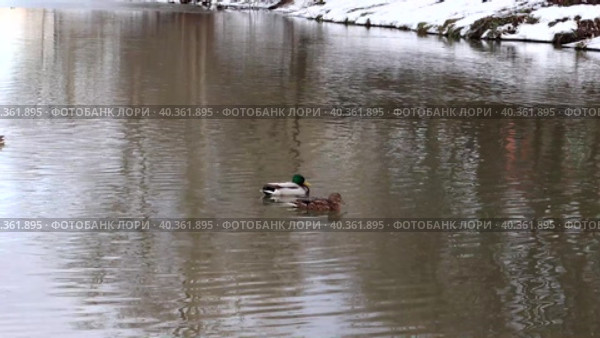 Кряква - зимующая водоплавающая птица. В пруду пресноводного парка водится много уток. Тающий снег. Мартовские солнечные теплые дни. Стоковое видео, видеограф Юлия Мелешина / Фотобанк Лори