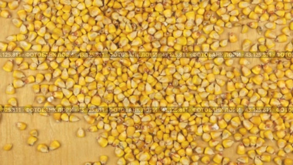 Кукуруза, падающая на фоне дерева, вид сверху. Corn  falling on the wooden background. Стоковое видео, видеограф Александр Собко / Фотобанк Лори