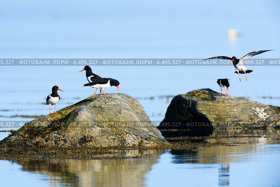Кулик-сорока, Haematopus ostralegus, Eurasian Oystercatcher. Стоковое фото, фотограф Василий Вишневский / Фотобанк Лори