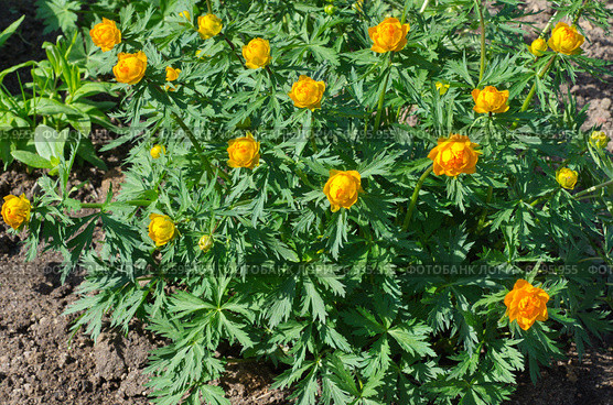 Купальница азиатская (лат. Trollius) Стоковое фото, фотограф Елена Коромыслова / Фотобанк Лори