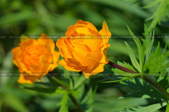 Купальница азиатская (лат. Trollius) Стоковое фото, фотограф Елена Коромыслова / Фотобанк Лори