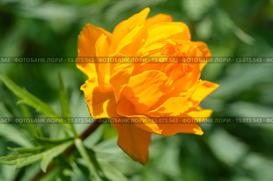 Купальница азиатская (лат. Trollius) крупным планом. Стоковое фото, фотограф Елена Коромыслова / Фотобанк Лори