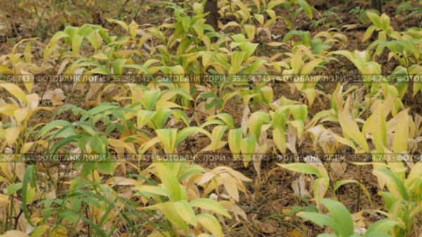 Купена лекарственная (Polygonatum odoratum) с плодами в смешанном лесу. Polygonatum odoratum (angular Solomon's seal) with fruits in a mixed forest. Стоковое видео, видеограф Евгений Романов / Фотобанк Лори