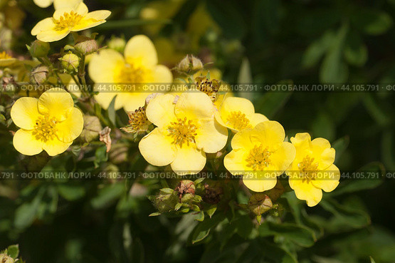 Kuril Daurian tea growing and flowering in a summer garden. Стоковое фото, фотограф Александр Курлович / Фотобанк Лори