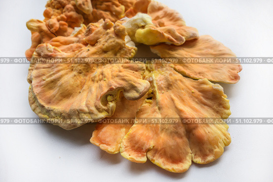 Куриный гриб, гриб трутовик серно-жёлтый Laetiporus sulphureus — трутовик, растущий на деревьях. Его также называют трутовиком сернистым. Изолированный на белом фоне с тенями.Chicken of the woods (Laetiporus sulphureus), close-up. Isolated on white background with shadows. Стоковое фото, фотограф Iva Noel / Фотобанк Лори