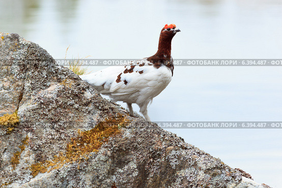 Куропатка белая, Lagopus lagopus, Willow ptarmigan. Стоковое фото, фотограф Василий Вишневский / Фотобанк Лори