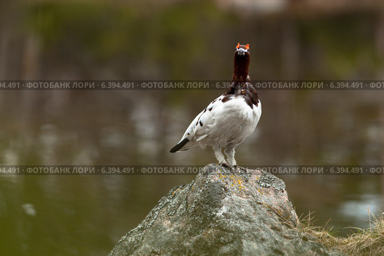 Куропатка белая, Lagopus lagopus, Willow ptarmigan. Стоковое фото, фотограф Василий Вишневский / Фотобанк Лори