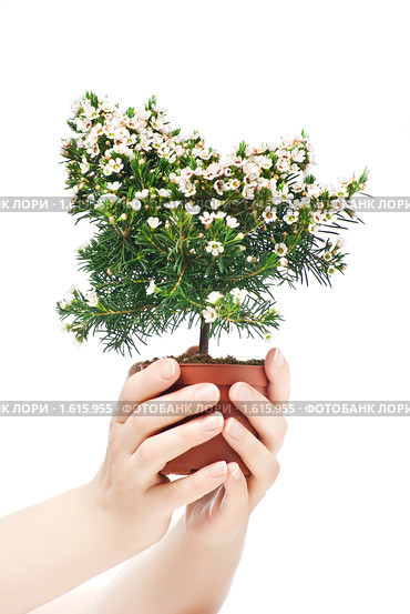 Куст. Геральдон крючковатый в руках. Chamelaucium uncinatum. Стоковое фото, фотограф Олег Шеломенцев / Фотобанк Лори
