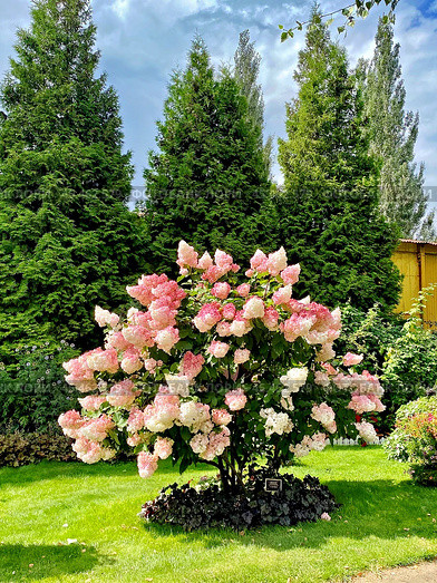 Куст гортензии метельчатой (лат. Hydrangea paniculata) в саду. Стоковое фото, фотограф Владимир Шипикин / Фотобанк Лори