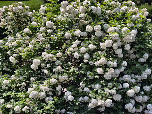 Куст калины обыкновенной в цвету. Viburnum opulus or guelder-rose bushes in blossom. Natural floral background. Стоковое фото, фотограф Сергей Пристяжнюк (Serg Zastavkin) / Фотобанк Лори