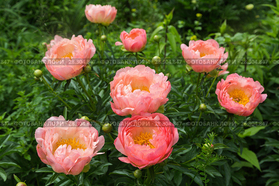 Куст кораллового пиона. Пион межвидовой гибрид Пинк Ховайн Корал (Pink Hawaiian Coral) Стоковое фото, фотограф Ольга Сейфутдинова / Фотобанк Лори
