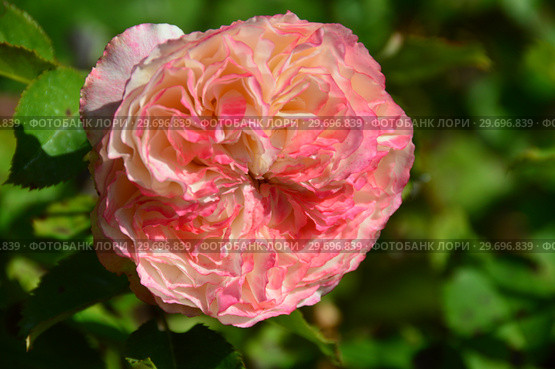 Кустарниковая роза Роз`Одиль / Жардан а Флер Ду (лат. Ros’odile / Jardins a Fleur D`eau). Petales de Roses. Guillot- Massada, Франция, 2011. Стоковое фото, фотограф lana1501 / Фотобанк Лори