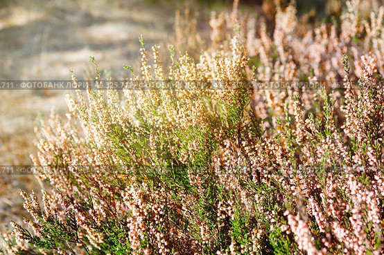 Кусты цветущего вереска обыкновенного (Calluna vulgaris) Стоковое фото, фотограф Светлана Качанова / Фотобанк Лори