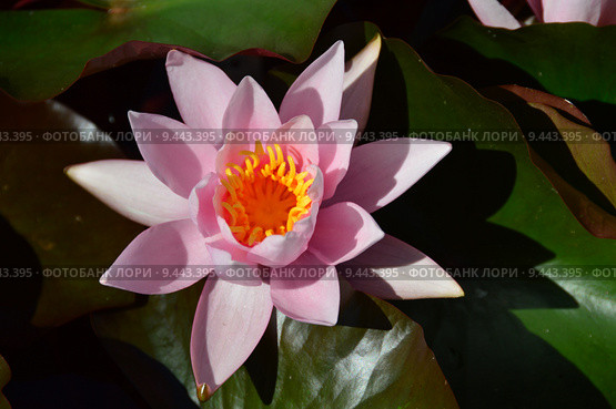 Кувшинка четырехгранная (лат. Nymphaea tetragona) Стоковое фото, фотограф lana1501 / Фотобанк Лори