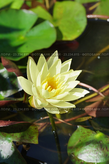 Кувшинка (Nymphaea) Стоковое фото, фотограф Наталья Гармашева / Фотобанк Лори