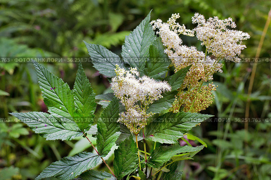 Лабазник вязолистный (лат. Filipendula ulmaria L. Maxim.) — лекарственное многолетнее травянистое растение семейства Розовые (Rosaceae). Растение в природной среде произрастания. Западная Сибирь, Россия. Стоковое фото, фотограф Евгений Мухортов / Фотобанк Лори