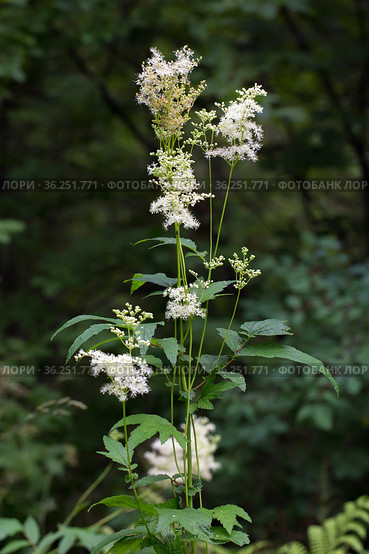 Лабазник вязолистный (лат. Filipendula ulmaria L. Maxim.) — лекарственное многолетнее травянистое растение семейства Розовые (Rosaceae). Растение в природной среде произрастания. Западная Сибирь, Россия. Стоковое фото, фотограф Евгений Мухортов / Фотобанк Лори