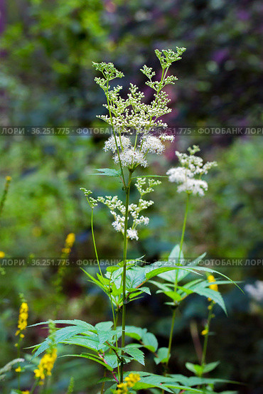 Лабазник вязолистный (лат. Filipendula ulmaria L. Maxim.) — лекарственное многолетнее травянистое растение семейства Розовые (Rosaceae). Растение в природной среде произрастания. Западная Сибирь, Россия. Стоковое фото, фотограф Евгений Мухортов / Фотобанк Лори