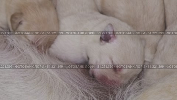 Labrador is breastfeeding newborn puppies. Стоковое видео, видеограф Михаил Коханчиков / Фотобанк Лори