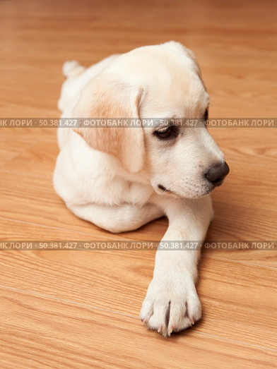 Labrador retriever puppy lying on the floor. Стоковое фото, агентство Ingram Publishing / Фотобанк Лори