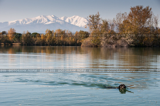 Labrador retrieving stick from mountain lake . Стоковое фото, агентство Ingram Publishing / Фотобанк Лори