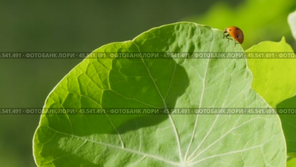 Ladybug on a large green leaf on a Sunny day. Стоковое видео, видеограф Виктор Тихонов / Фотобанк Лори