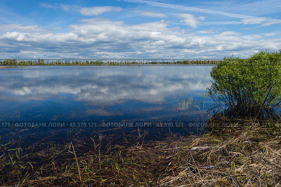 Lake and forest Озеро и лес теплым летним днем Красивый сельский пейзаж. Стоковое фото, фотограф Оксана Владимировна Грачева / Фотобанк Лори