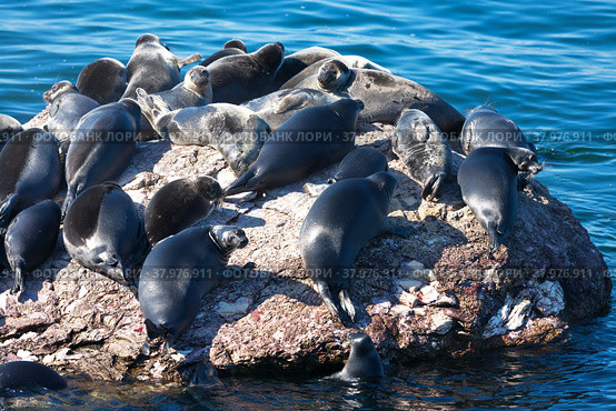 Lake Baikal on a summer day. A group of wild pinnipeds, the famous Baikal seal, basks in the sun on a small stone island. Стоковое фото, фотограф Виктория Катьянова / Фотобанк Лори