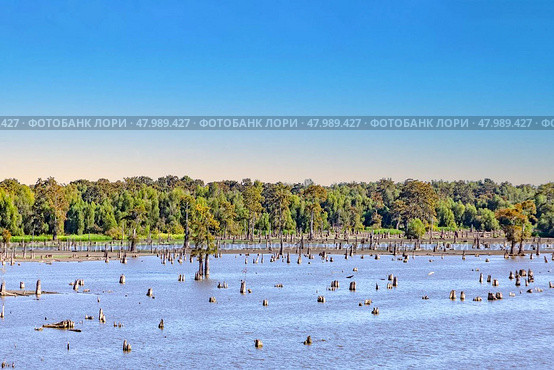 Lake Bigeaux under blue skies and white clouds in Louisiana. Стоковое фото, фотограф Joerg Hackemann / Smarterpix / Фотобанк Лори