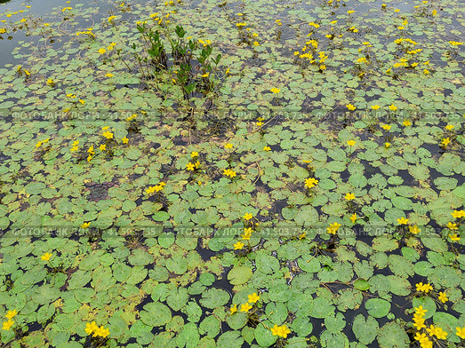 Lake with aquatic plants. Leaves of water lilies cover surface of water. Bolotnotsvetnik shield-leaved. Nymphoides peltata, flowering. Grass reflected on river. Circles on water from insects and fish. Озеро с водными растениями. Листья кувшинок покрывают поверхность воды. Болотноцветник щитолистный. Nymphoides peltata, цветение. Высокая трава и небо отражаются на реке. Круги на воде от насекомых и рыб. Стоковое фото, фотограф Ирина / Фотобанк Лори