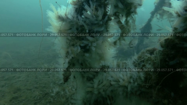Laminaria overgrown with ascidian colony Transparent sea squirt or Yellow Sea Squirt (Ciona intestinalis, Ascidia intestinalis) Стоковое видео, видеограф Некрасов Андрей / Фотобанк Лори