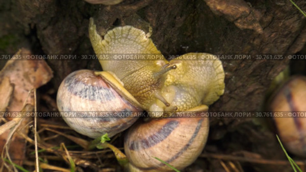 Land snail - Helix albescens. Mating process. Большая обыкновенная улитка. Процесс спаривания. Стоковое видео, видеограф Евгений Романов / Фотобанк Лори