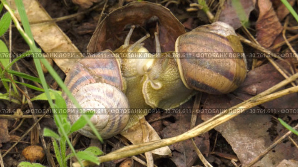 Land snail - Helix albescens. Mating process. x10 times Большая обыкновенная улитка. Процесс спаривания. Ускорено в 10 раза. Стоковое видео, видеограф Евгений Романов / Фотобанк Лори