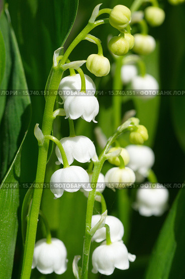Ландыш майский (лат. Convallaria majalis) Стоковое фото, фотограф Елена Коромыслова / Фотобанк Лори