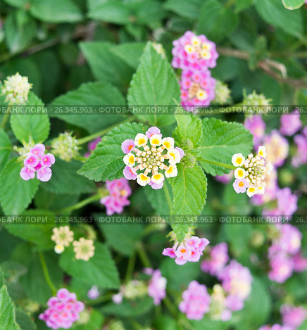 Лантана сводчатая (Lantana camara). Турция. Стоковое фото, фотограф E. O. / Фотобанк Лори
