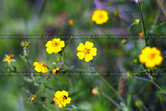Лапчатка (лат. Potentilla) — один из крупнейших по числу видов род растений из семейства Розовые (Rosaceae) Стоковое фото, фотограф Евгений Мухортов / Фотобанк Лори